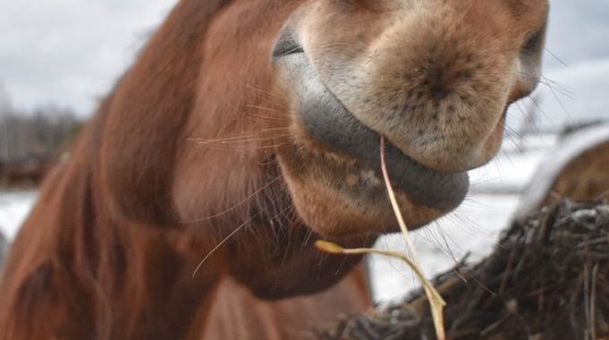 Um cavalo velho não estraga o sulco: como traduzir um ditado russo para o ucraniano sem perder o significado