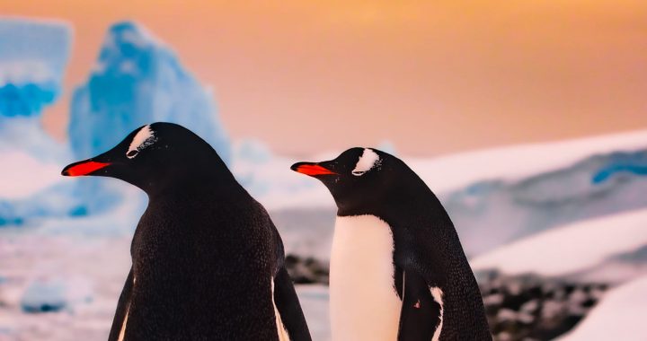 Como conseguir uma camisa bordada com pinguim e ajudar os militares: detalhes do leilão da Antártida