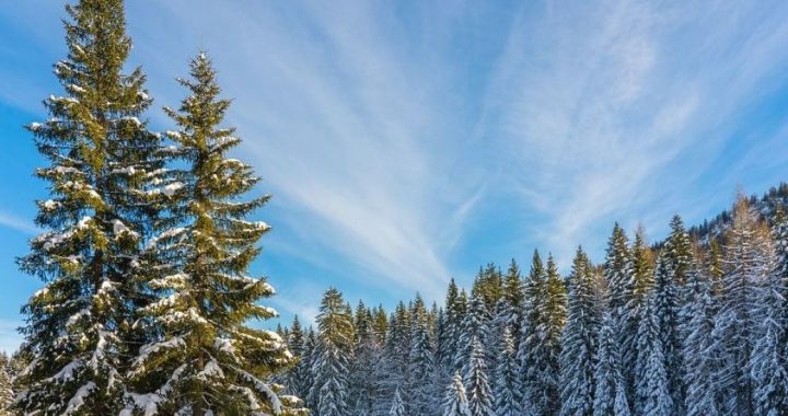 Dezembro anômalo: o aquecimento para +19°C está se aproximando da Ucrânia