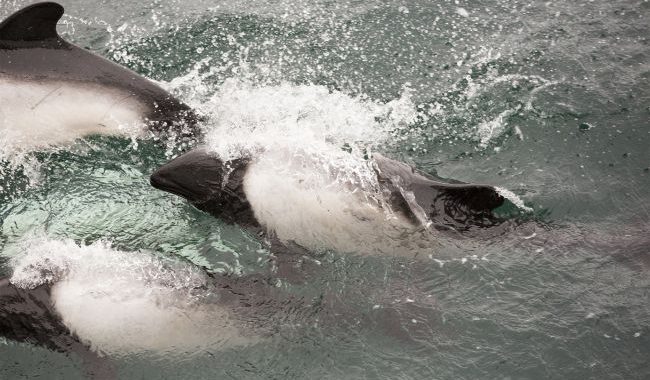 Dezenas de golfinhos morreram devido ao naufrágio de petroleiros na região de Kerch