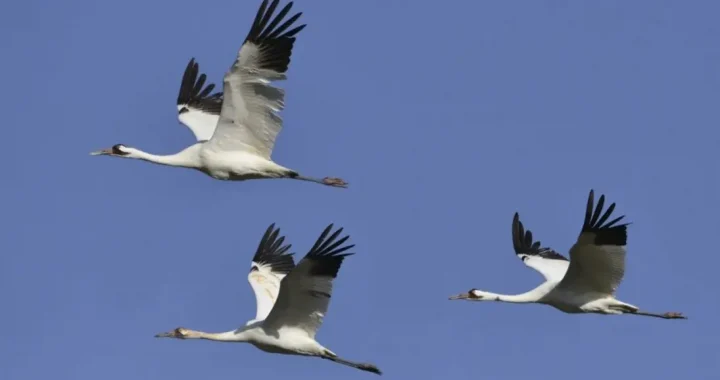 Guindastes avistados no céu da Ucrânia em pleno inverno: qual é a razão desse fenômeno único (foto)