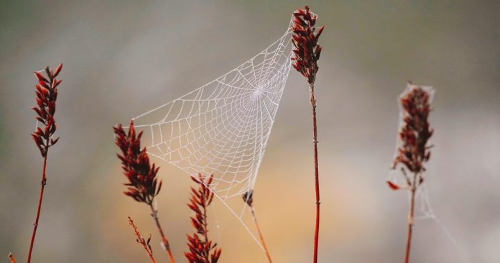 Por que sonhamos com aranhas?