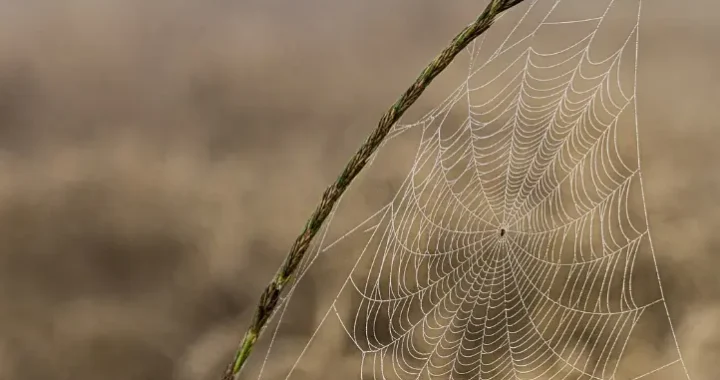 Cientistas identificaram uma aranha anormalmente grande e mortal: o que se sabe sobre ela (foto)