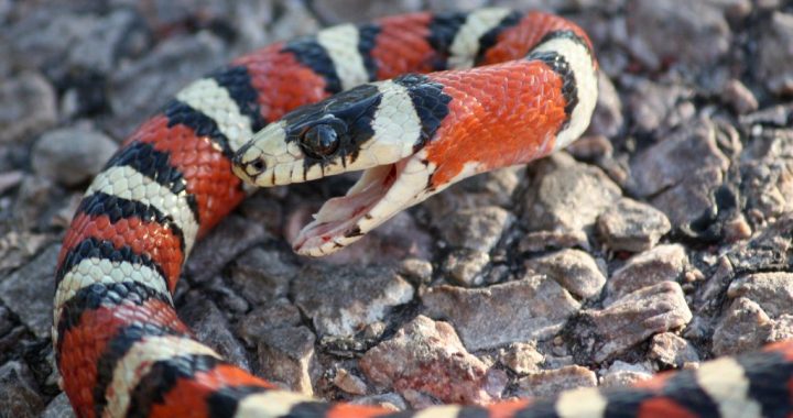 O que significam os sonhos com cobras? Interpretação e significado do livro dos sonhos