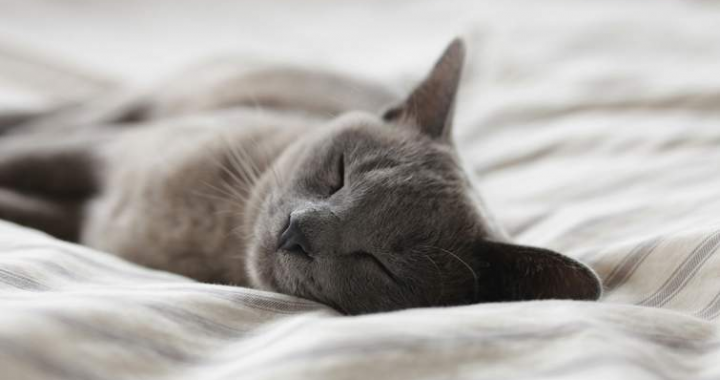 Como treinar um gato para dormir à noite: dicas para ter boas noites e harmonia no lar