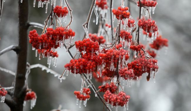 Os meteorologistas deram uma previsão para hoje na Ucrânia. Onde esperar pela neve