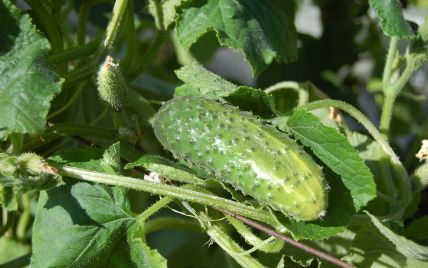 Um dos vegetais mais populares da primavera ficou muito mais caro: qual o motivo?