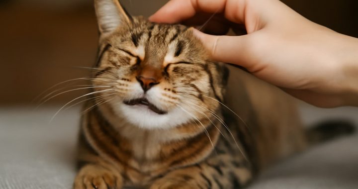 Por que o gato ronrona e o que isso significa para sua saúde?