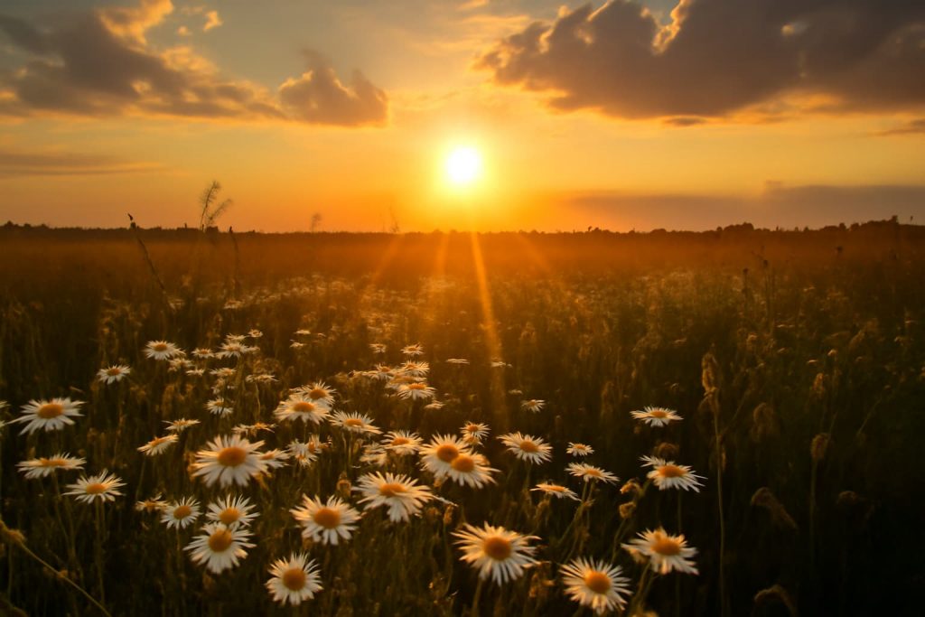 Descubra o que é o dia do solstício de verão e quando ocorrerá em 2025. Entenda o significado desse evento astronômico importante.