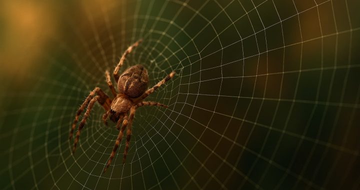 O que significa sonhar com aranha: interpretação completa do sonho